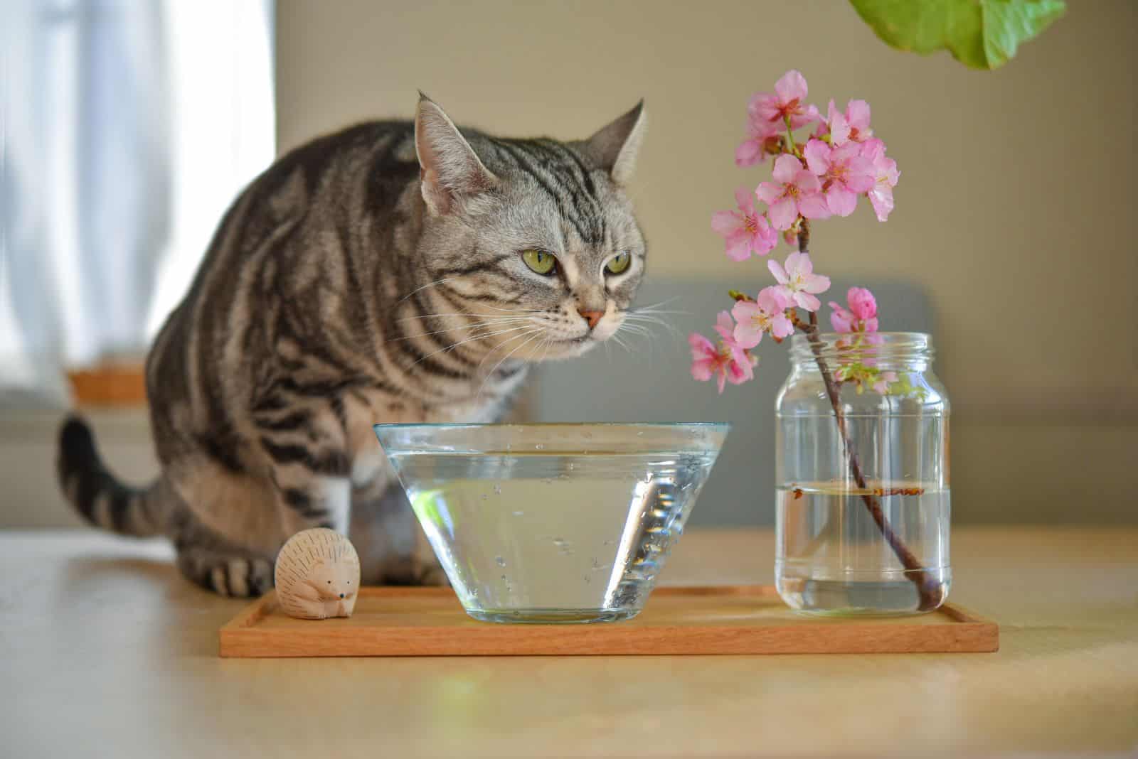 cat on the table with water bowl