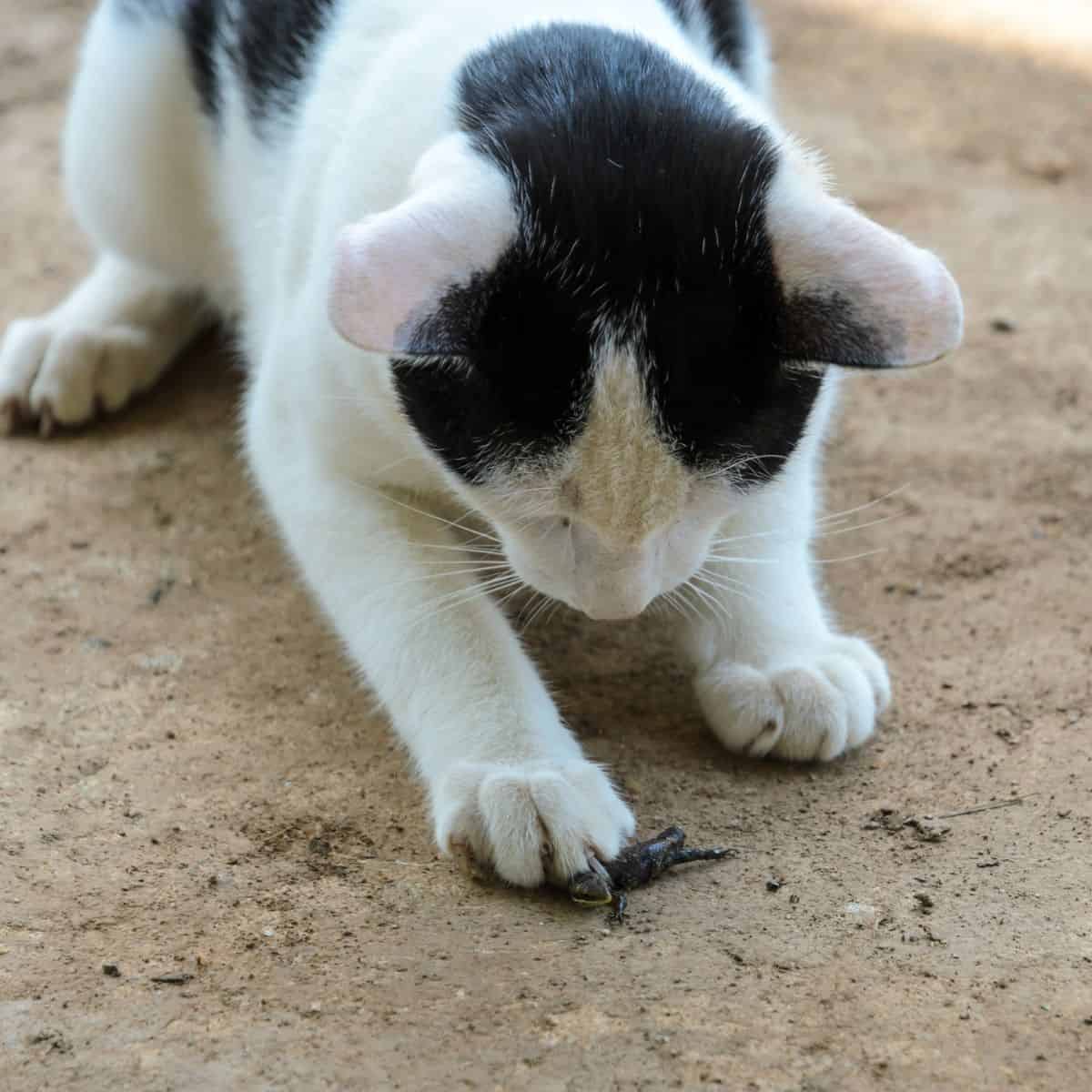 cat playing with insect