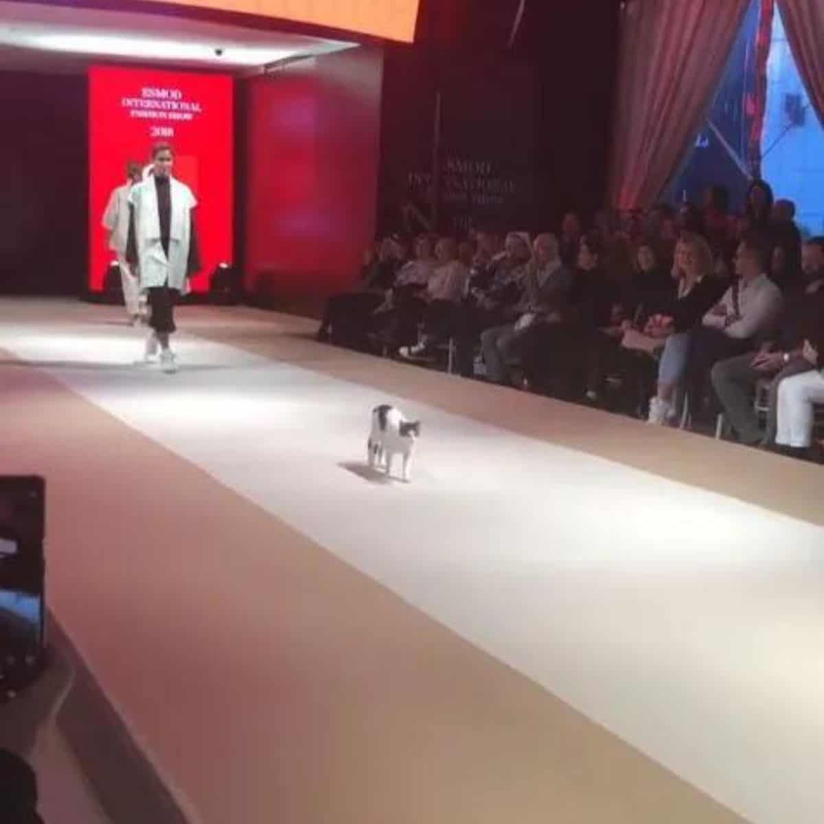 cat set fashion show