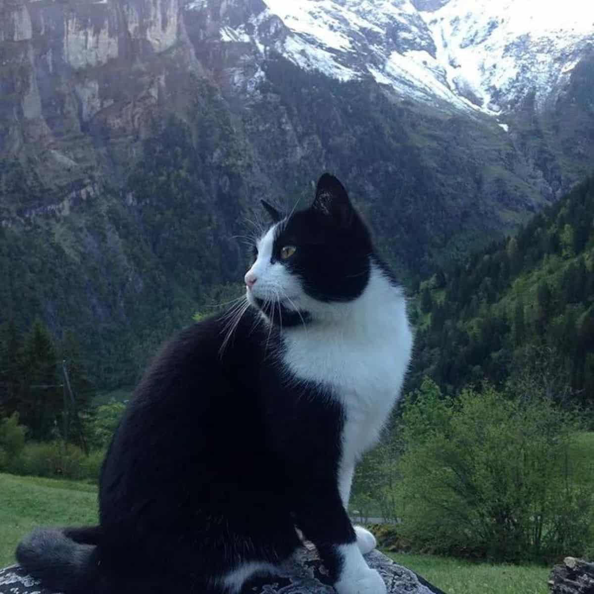 cat sitting near mountain