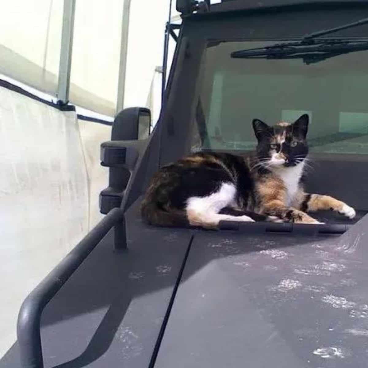 cat sitting on a pickup