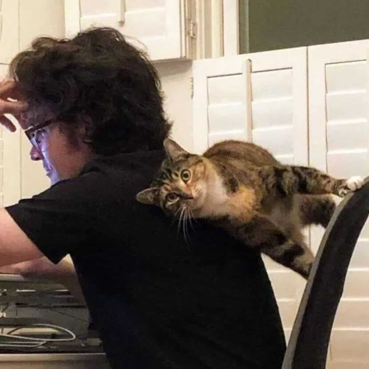 cat sitting on a specific way