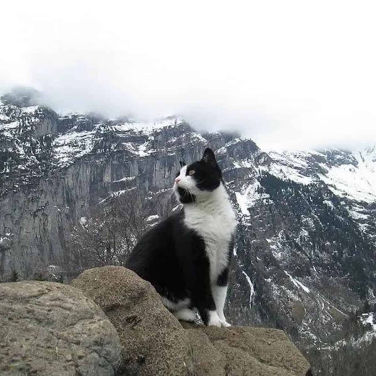 cat sitting on moutain top