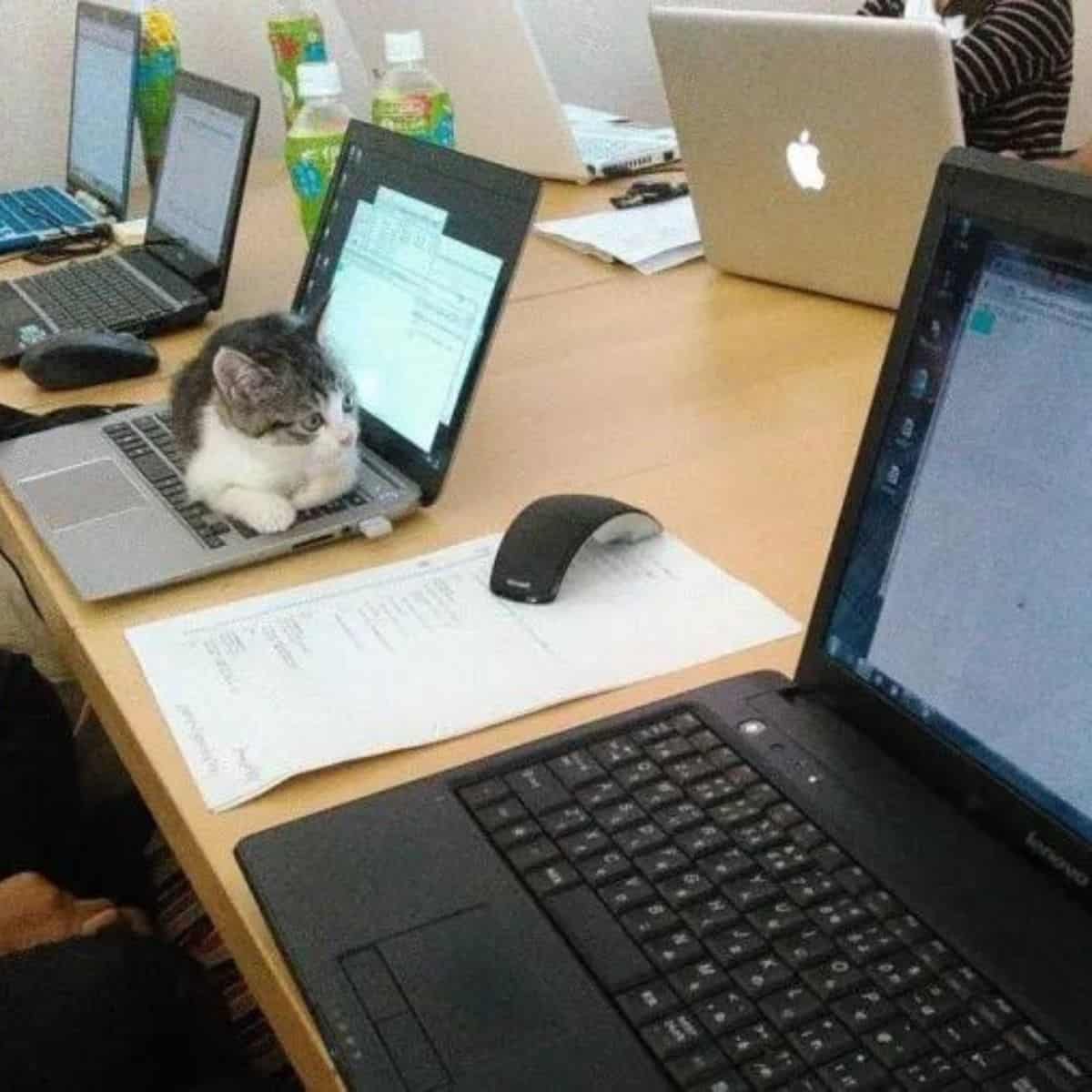 cat sitting on the laptop