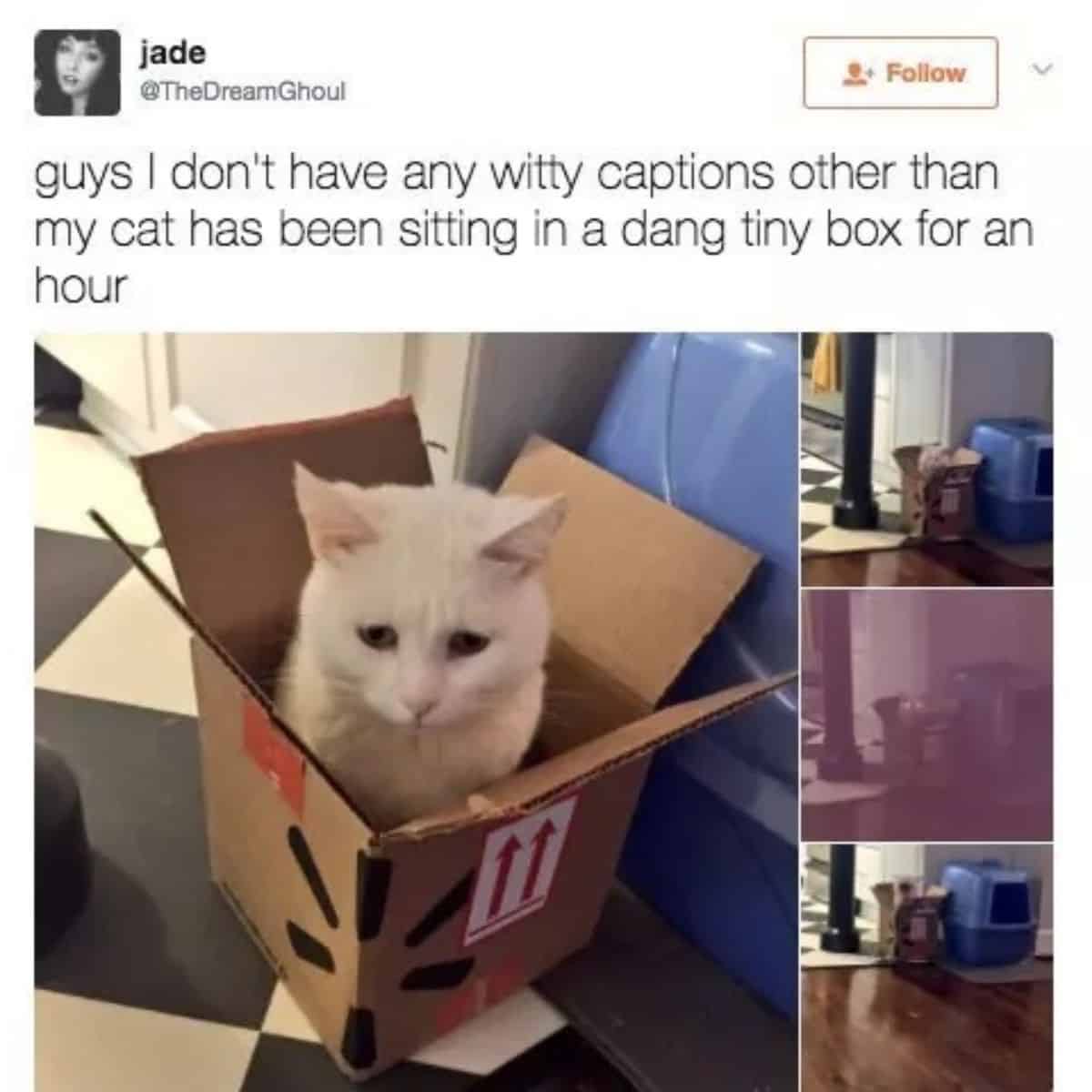 cat sittinig in a box