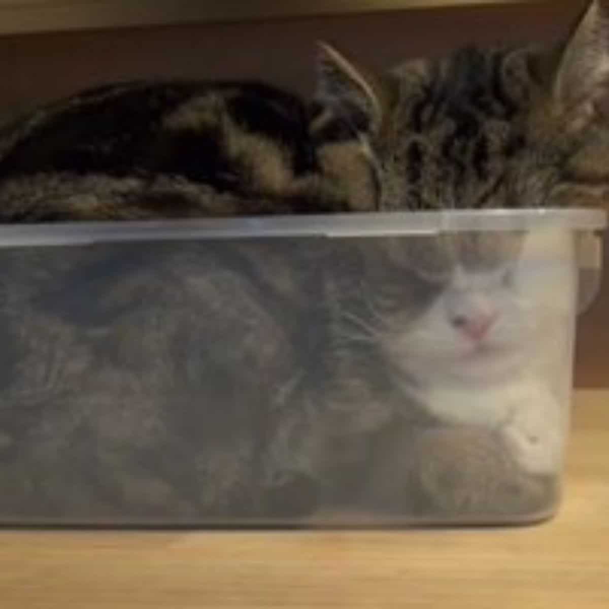 cat sleeping in a plastic dish