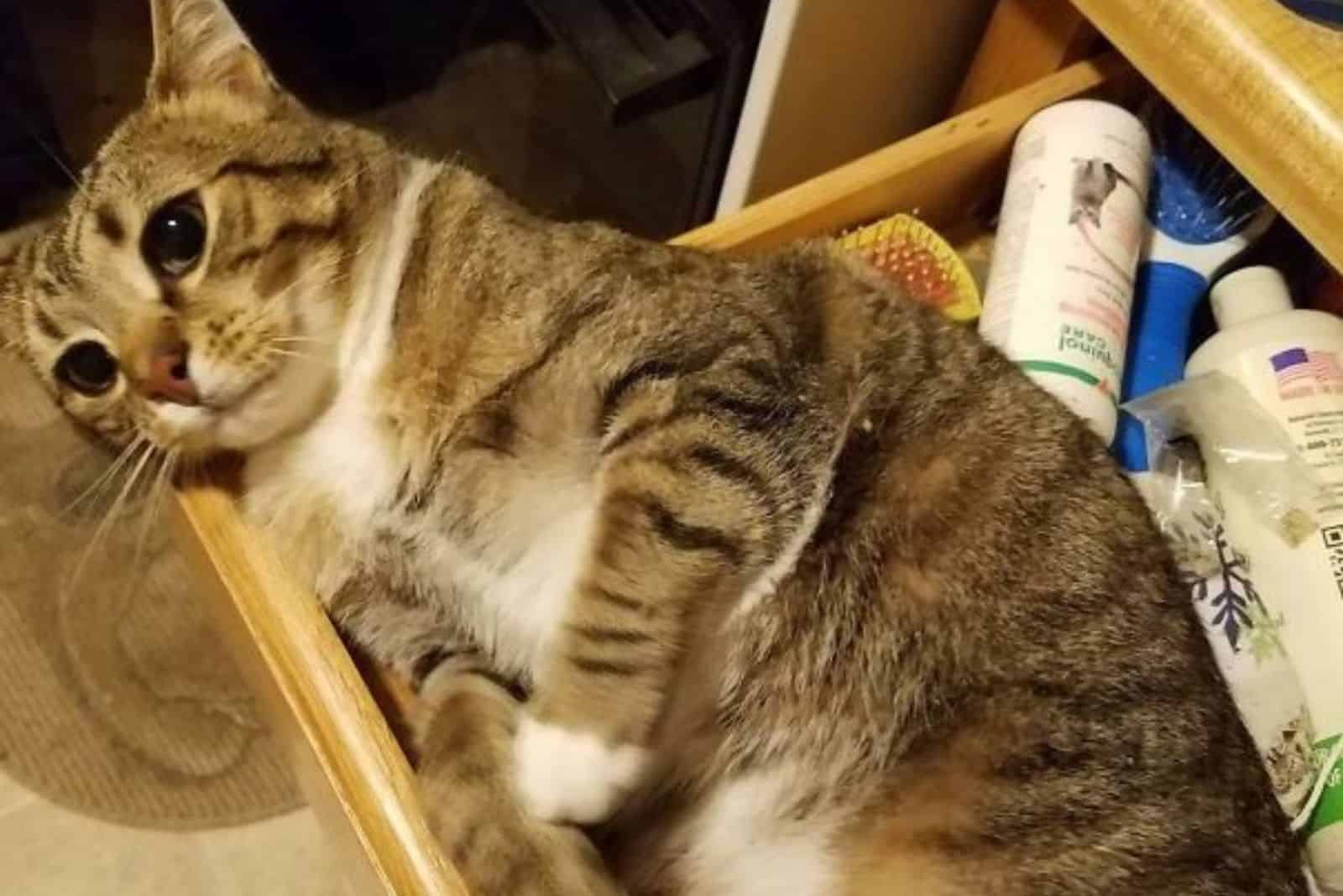 cat sleeping in shelf