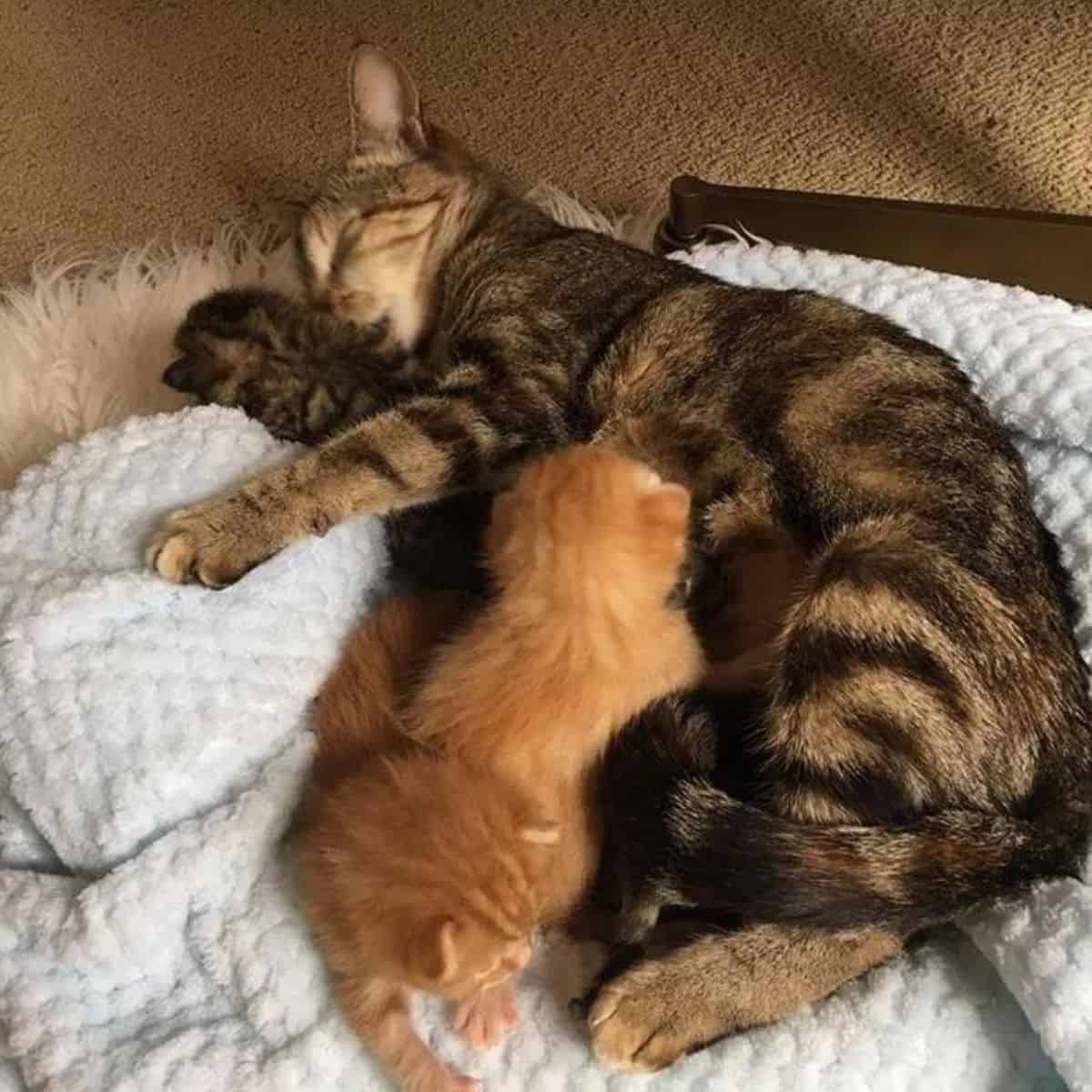 cat sleeping together