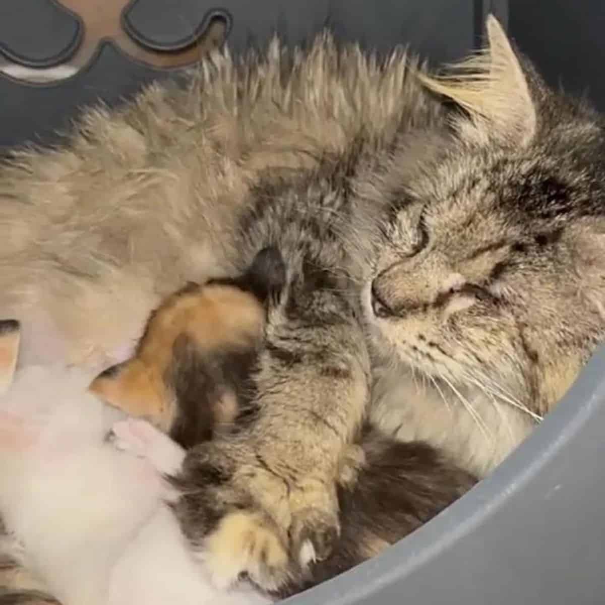 cat sleeping with kittens