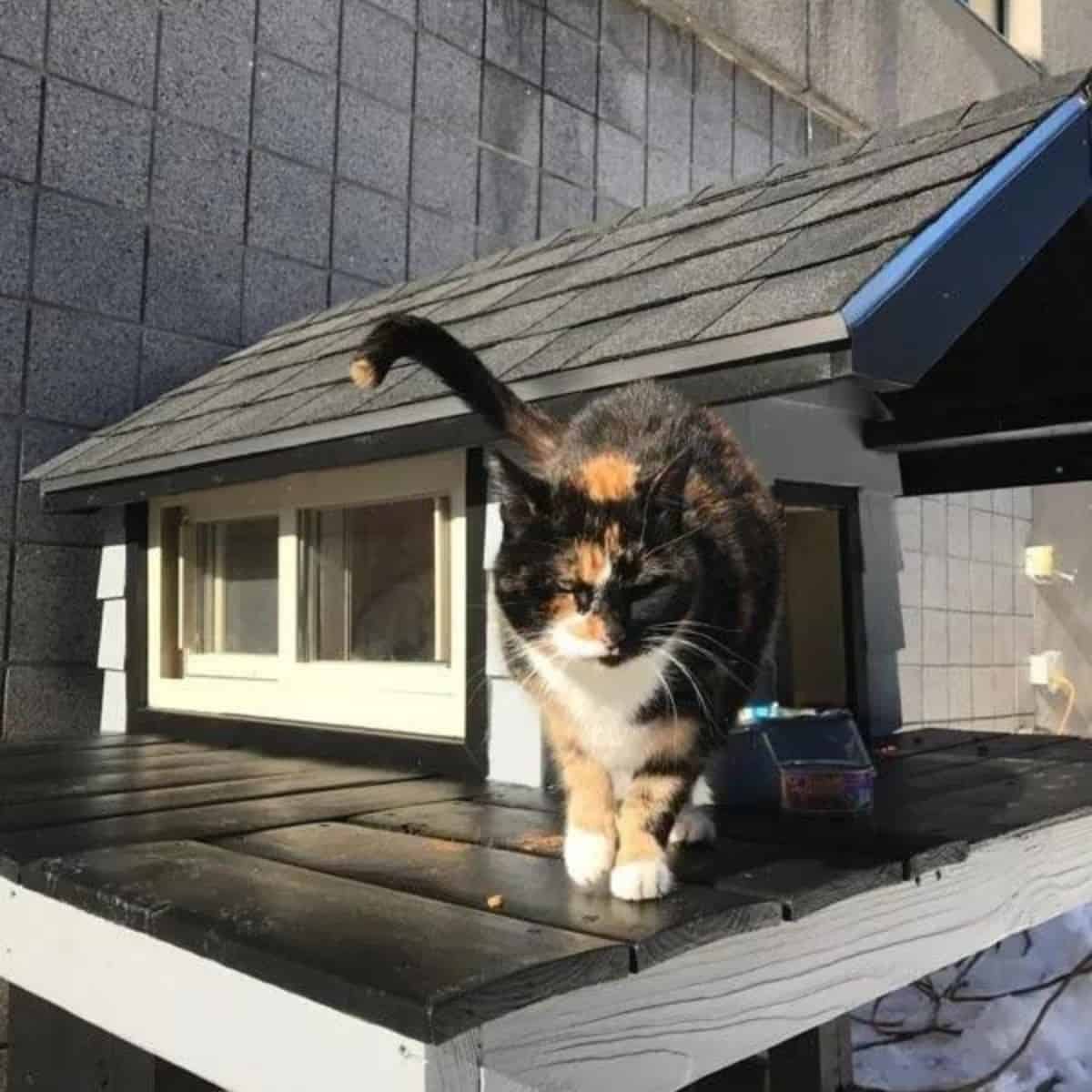 cat standing next to her house