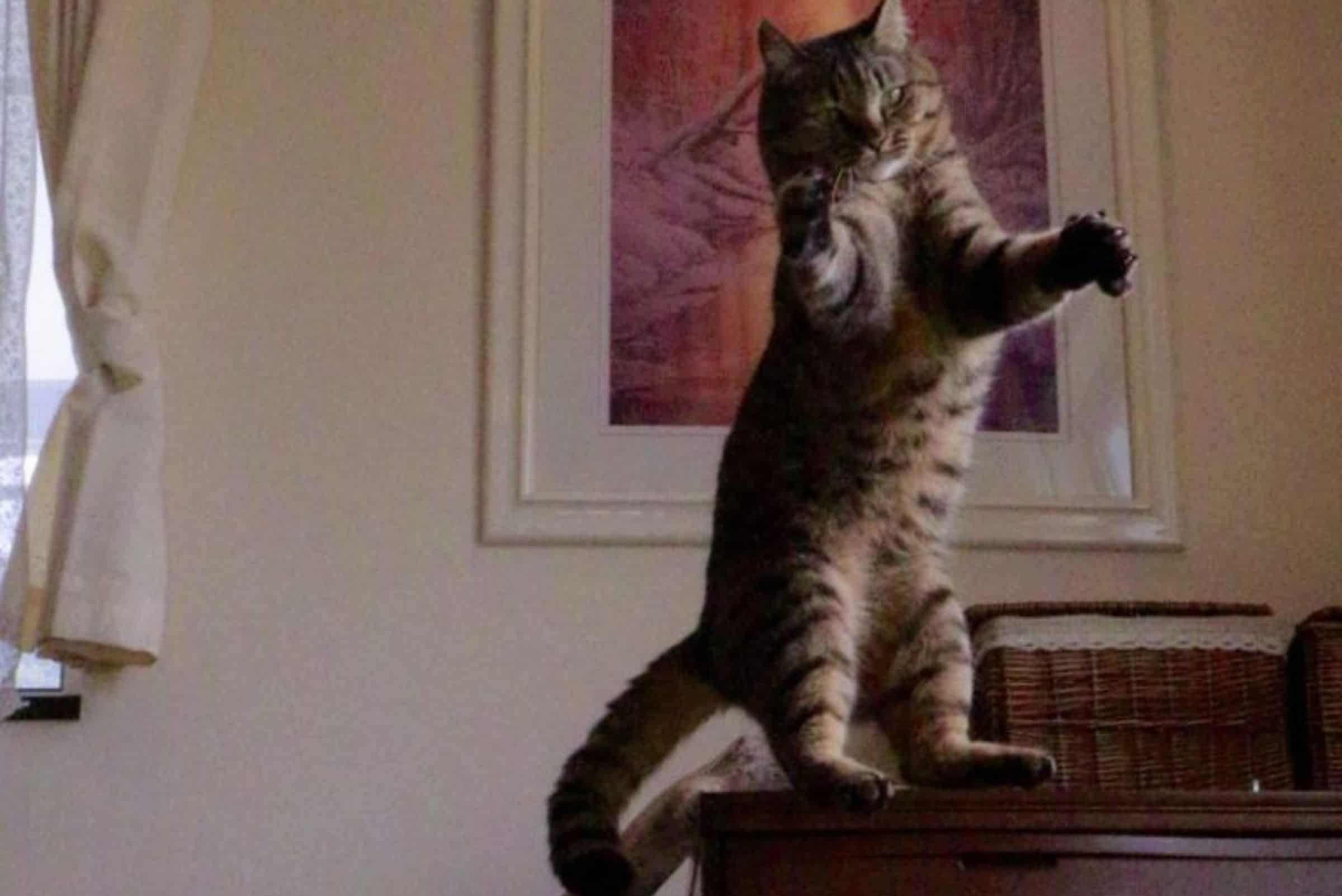 cat standing on hind legs on a table