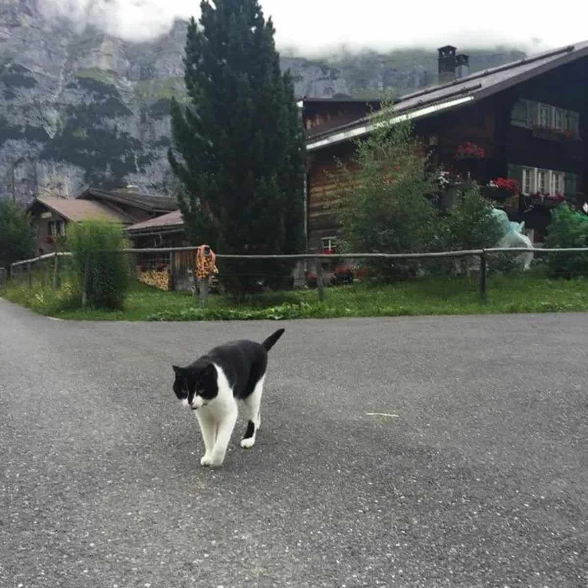 cat standing on mountain near house