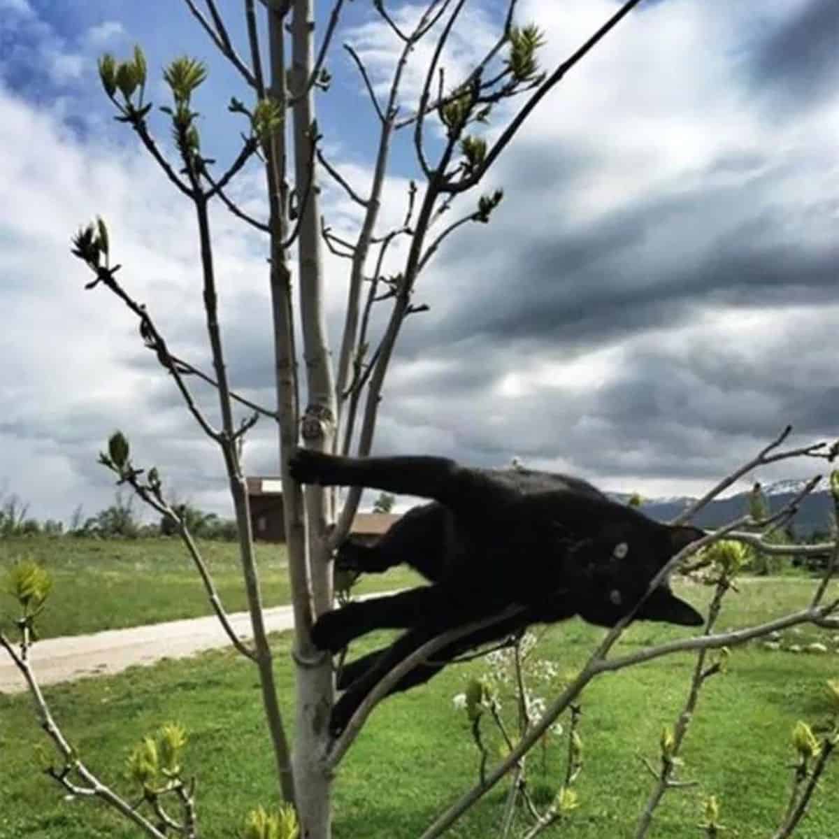 cat standing on tree