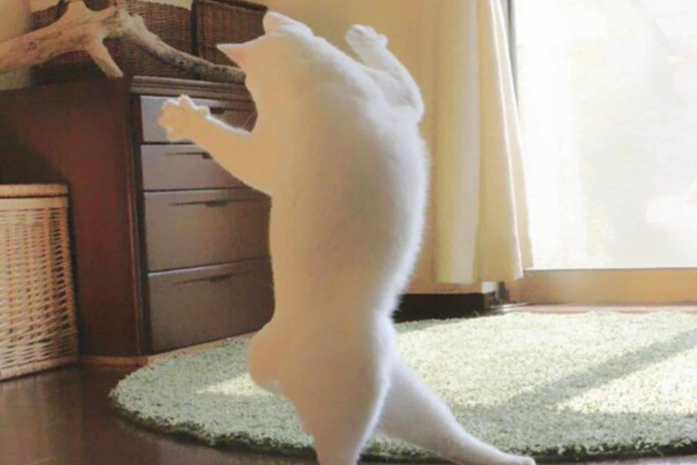 cat standing with her back turned