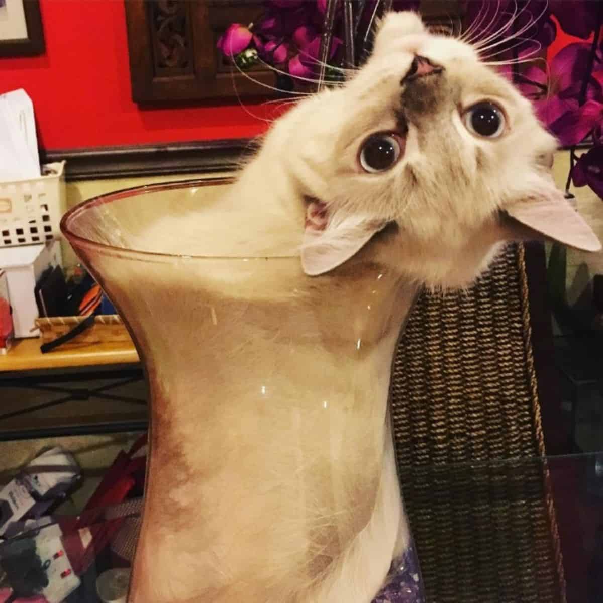 cat sticking out backwards from a glass vase