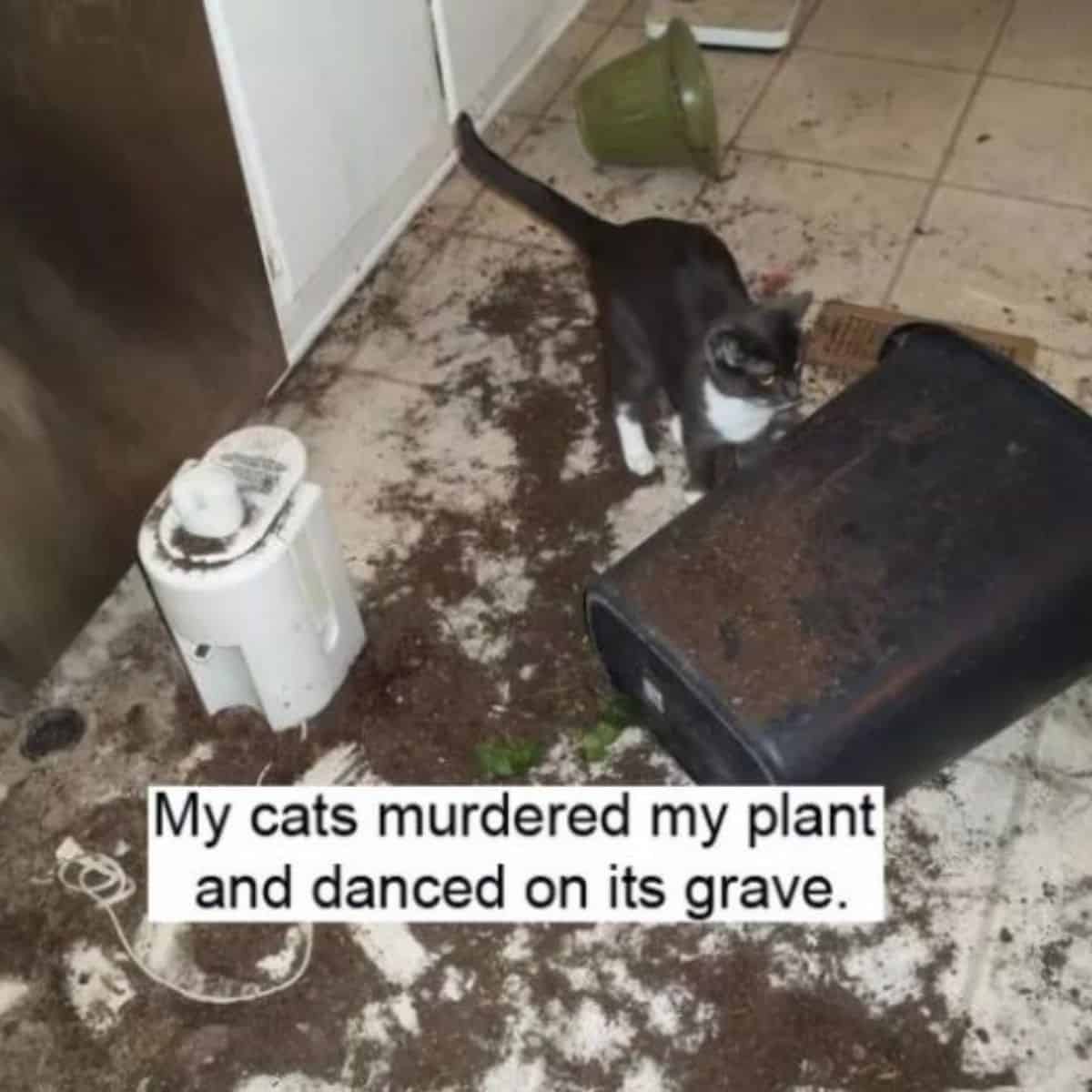 cat vs plants