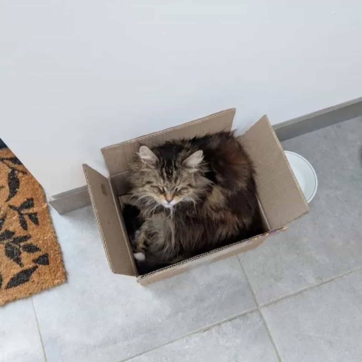 cat willow in a card board box
