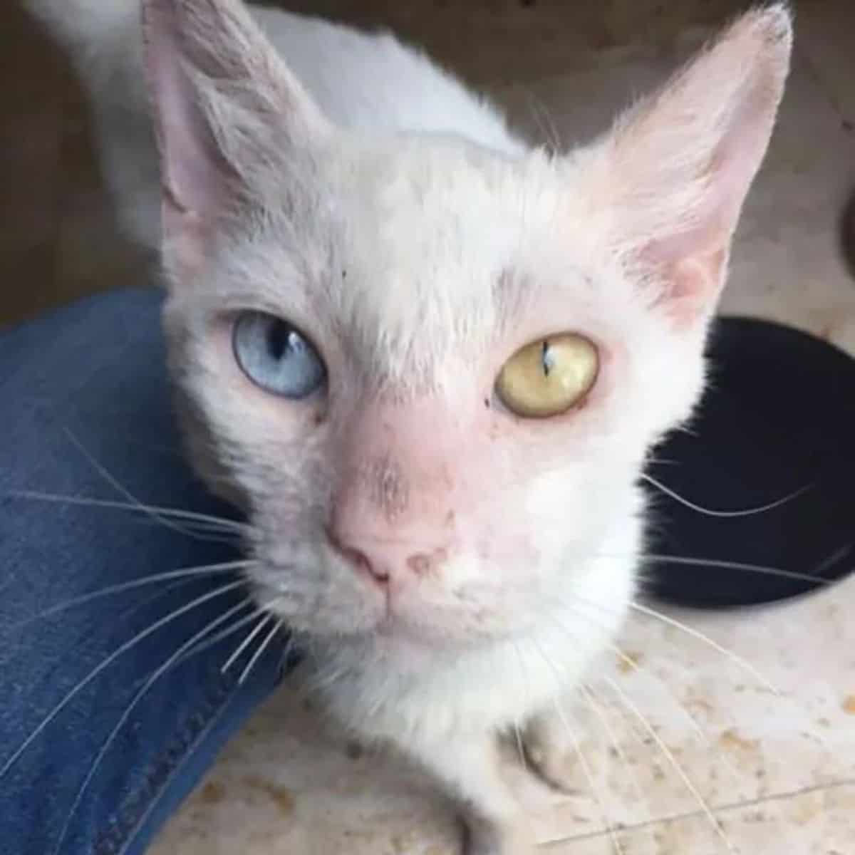 cat with different eye color
