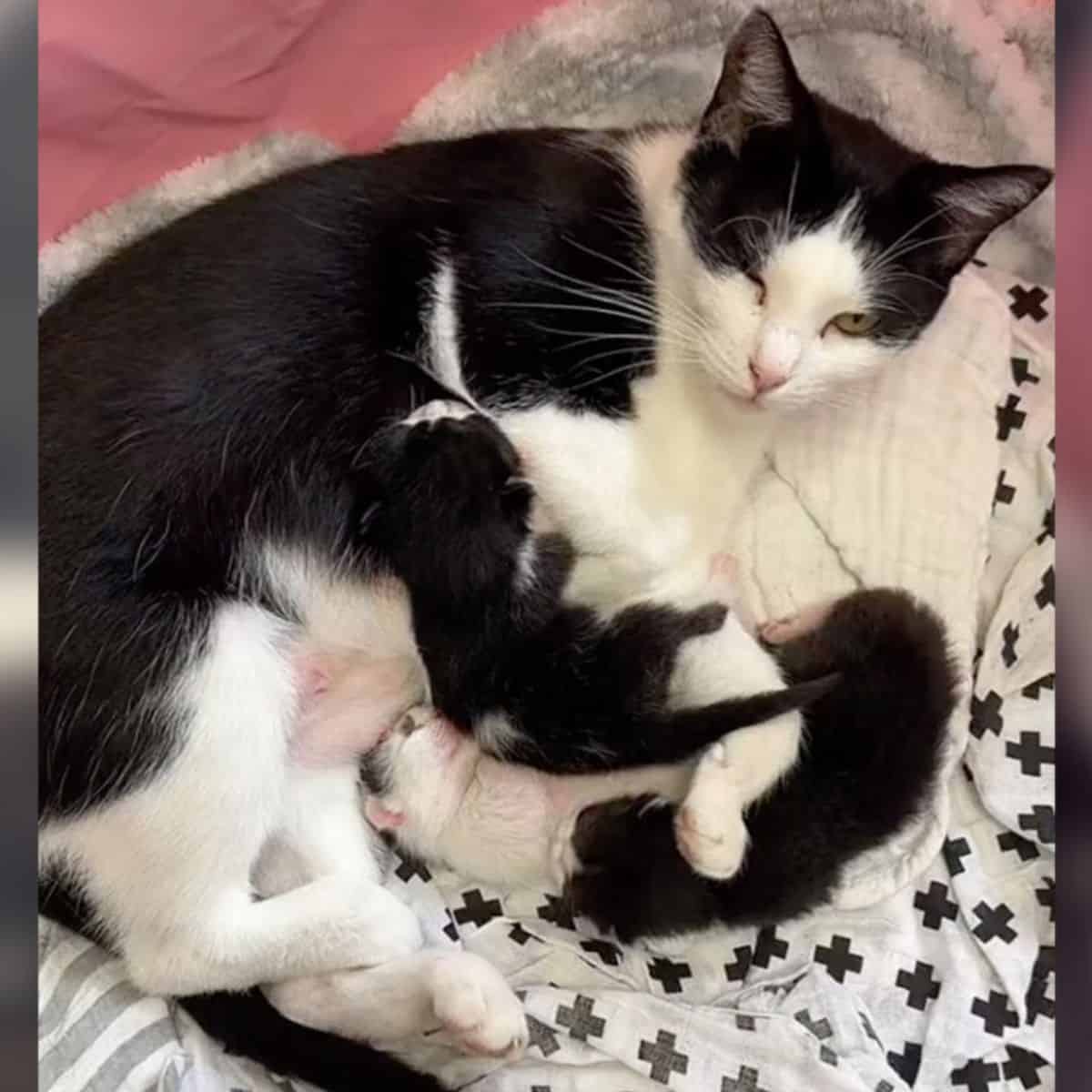 cat with her kittens