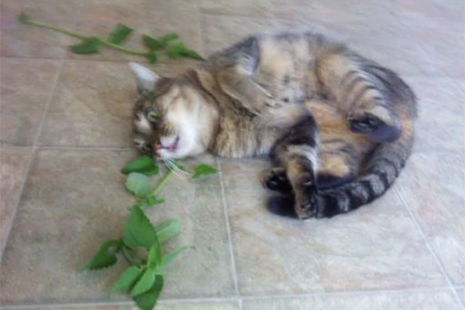 cat with herbs laying down