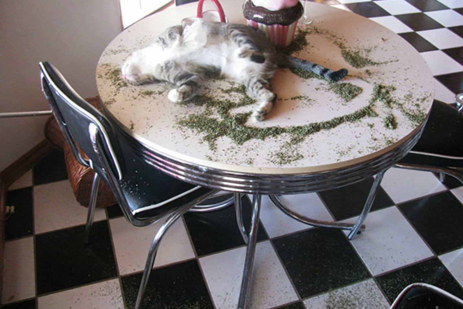 cat with herbs on table