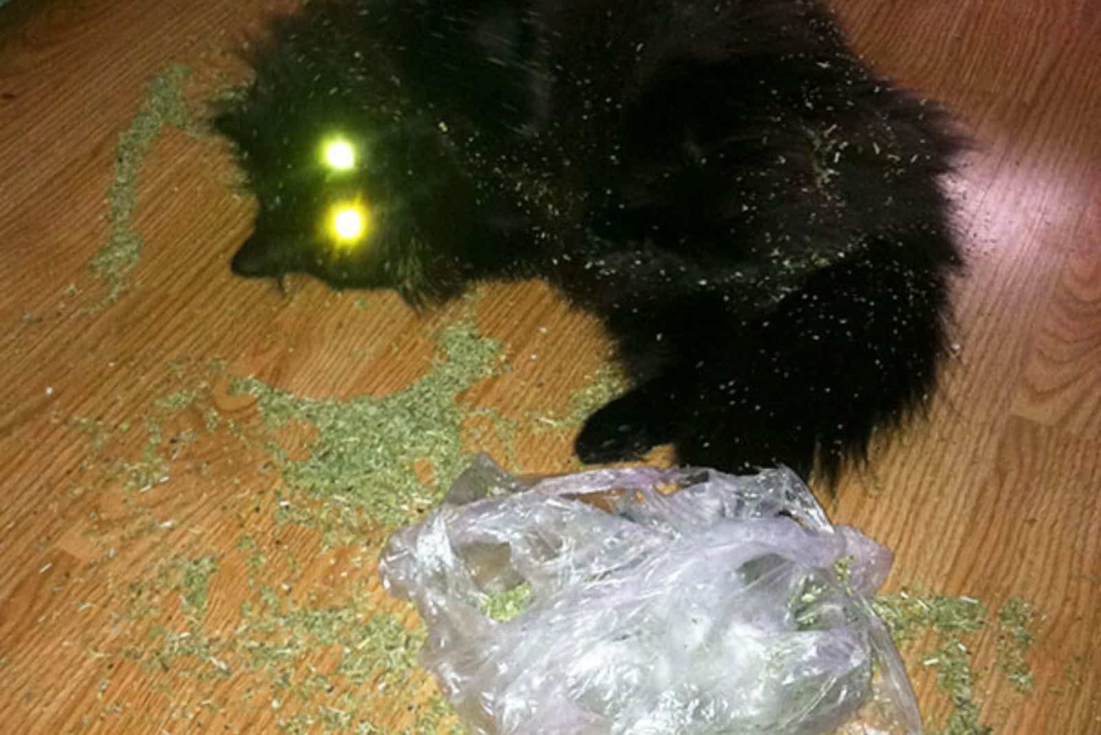 cat with herbs