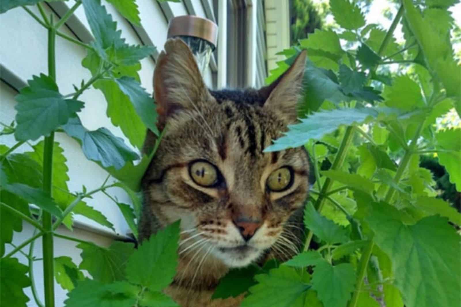 cat with some plants