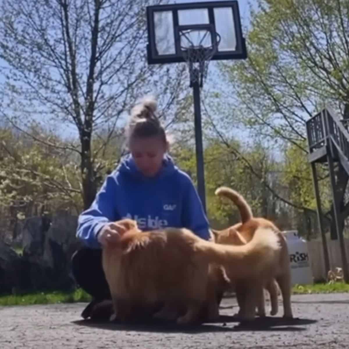 cats and girl at basketball field