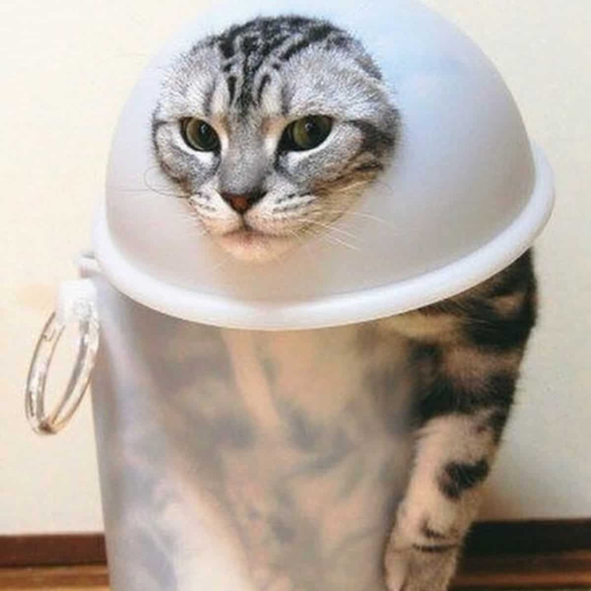 cat's head sticking out of a container