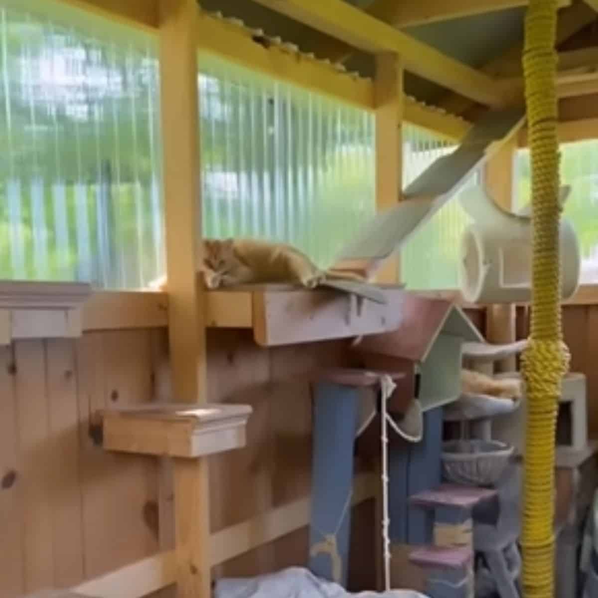 cats in cat playground