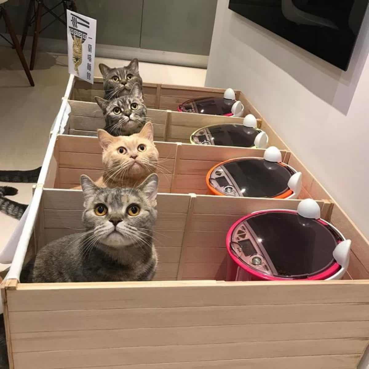 cats in their own places