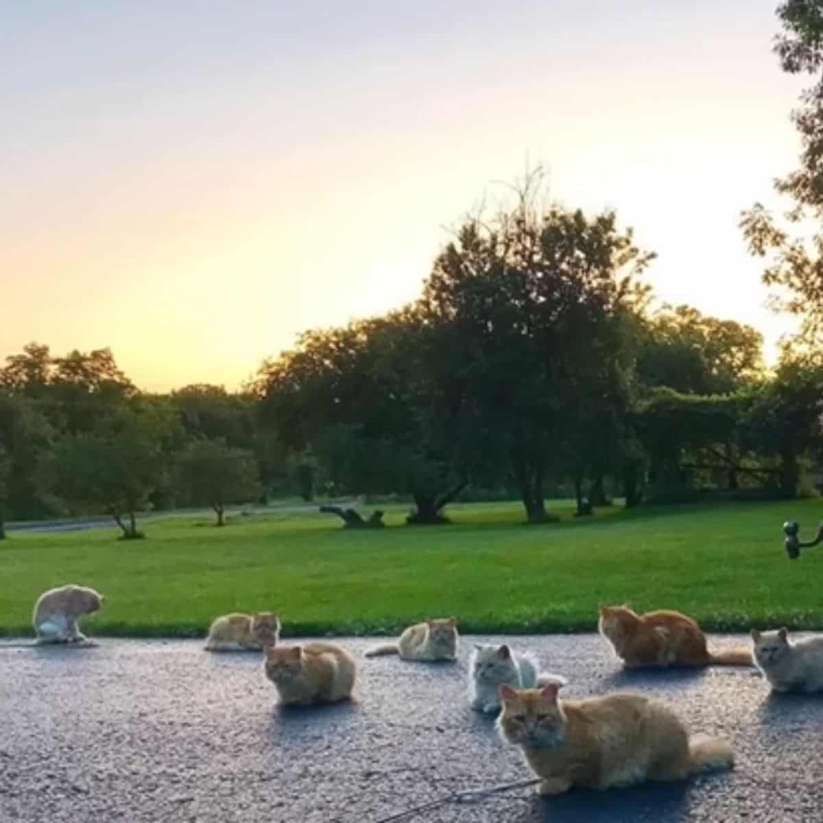 cats sitting outside at sunset