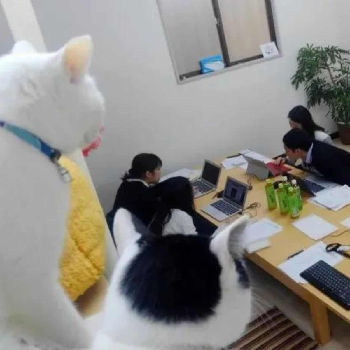 cats watching over employees