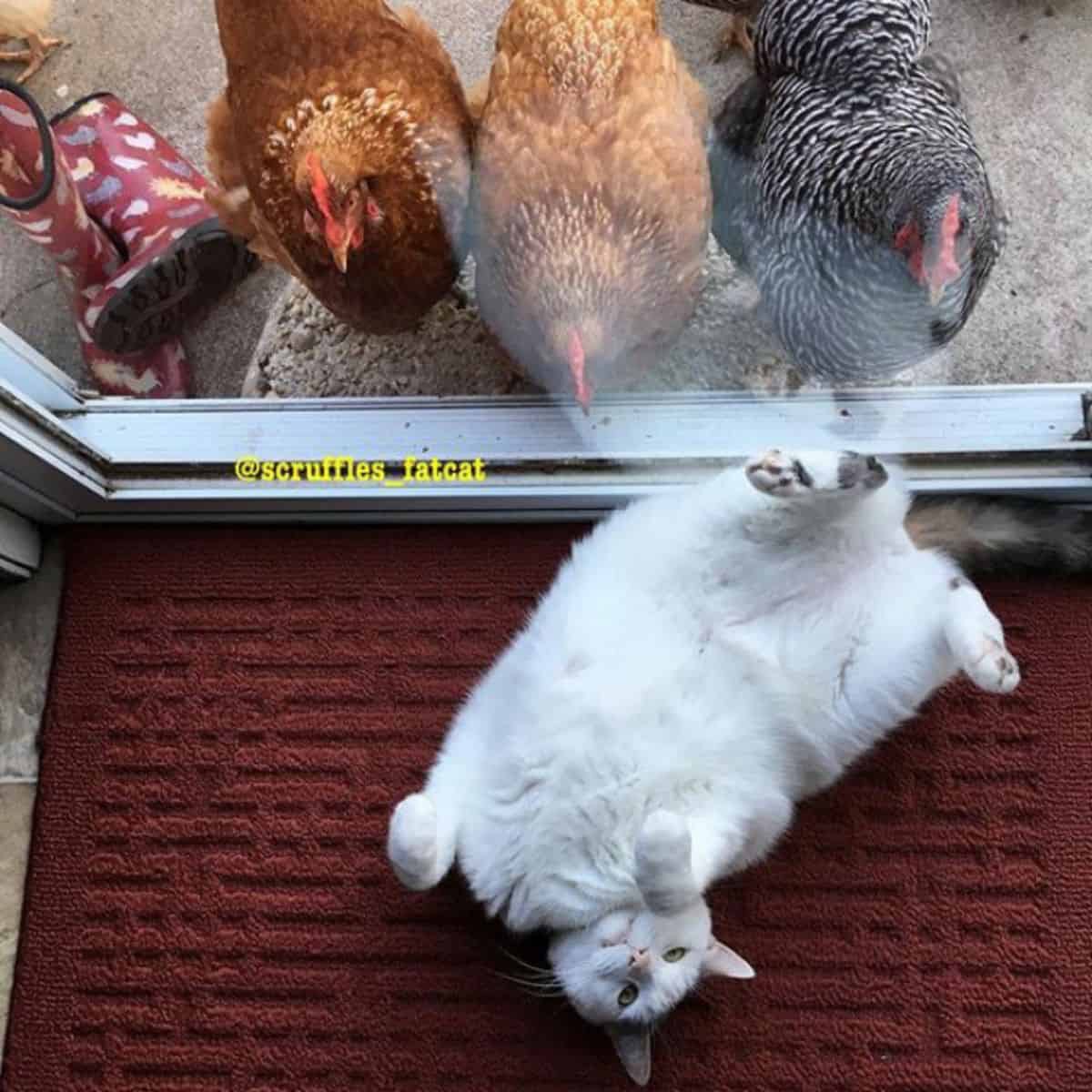 chicken and a cat lying