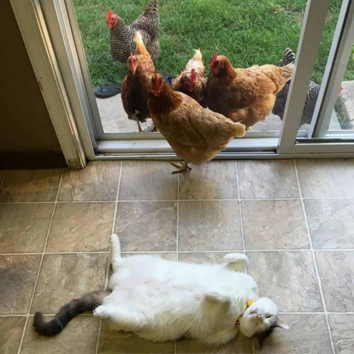 chicken at home with cat