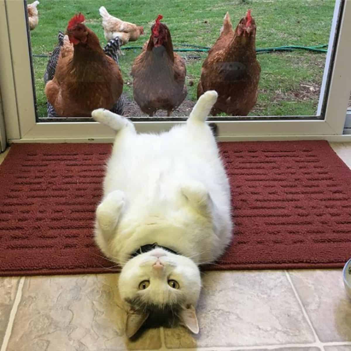 chickens looking at funny cat