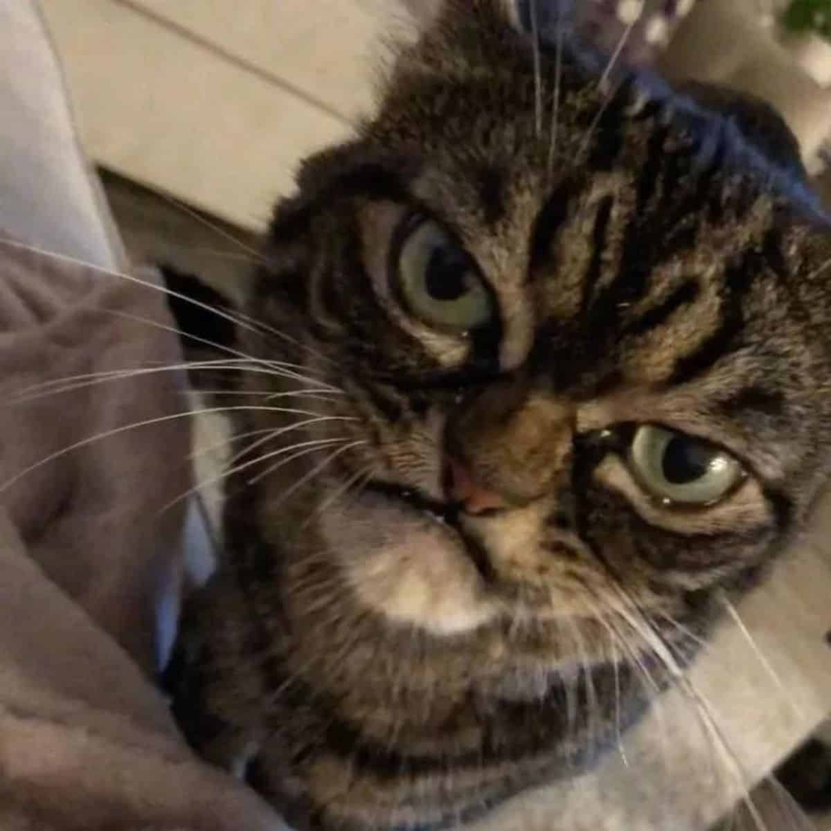 close-up photo of the grumpy cat