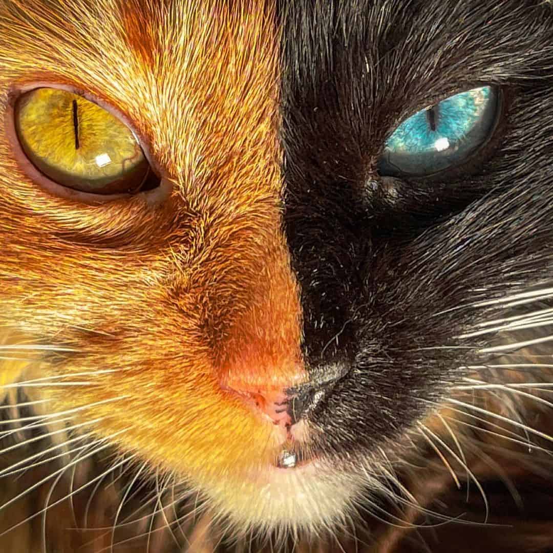 close up view of the cat with two faces