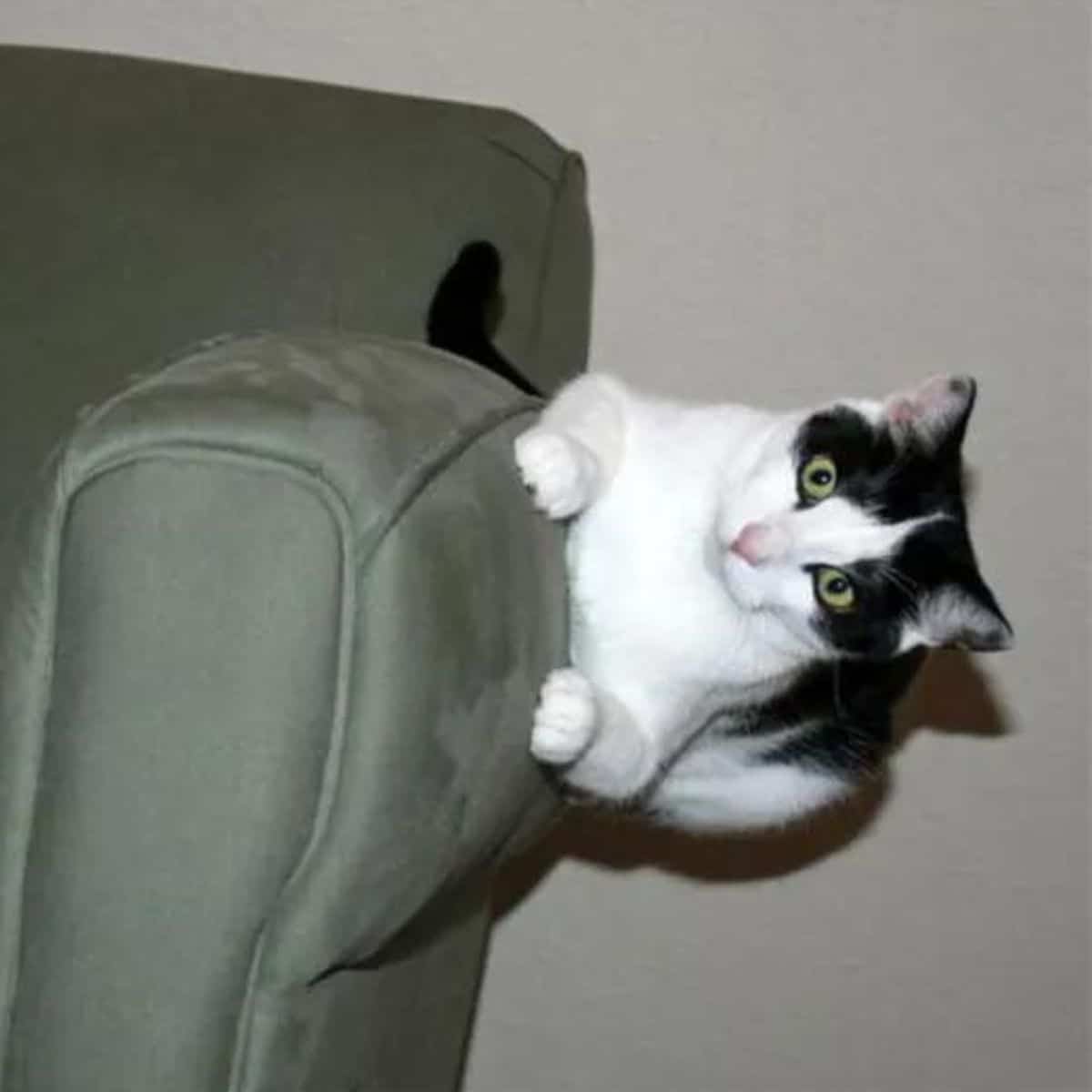 crazy cat sitting on sofa