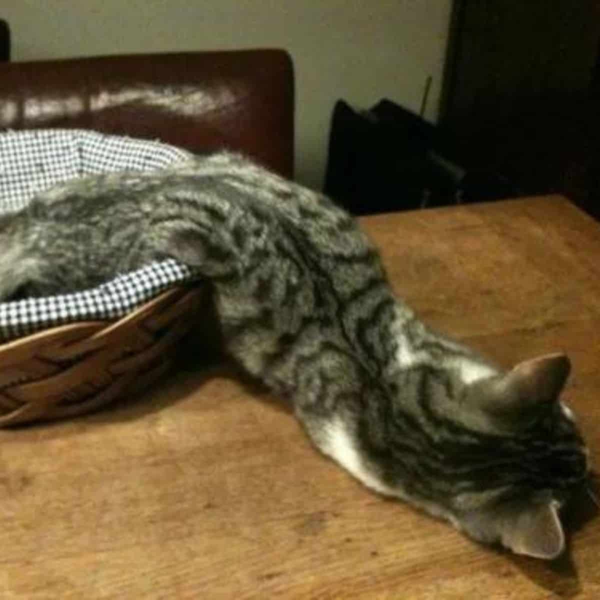 cat lying in a wooden basket on a table