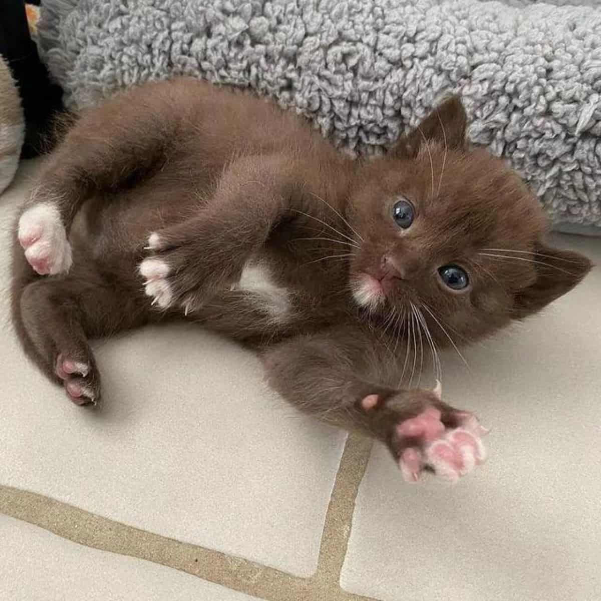 cute brown kitten