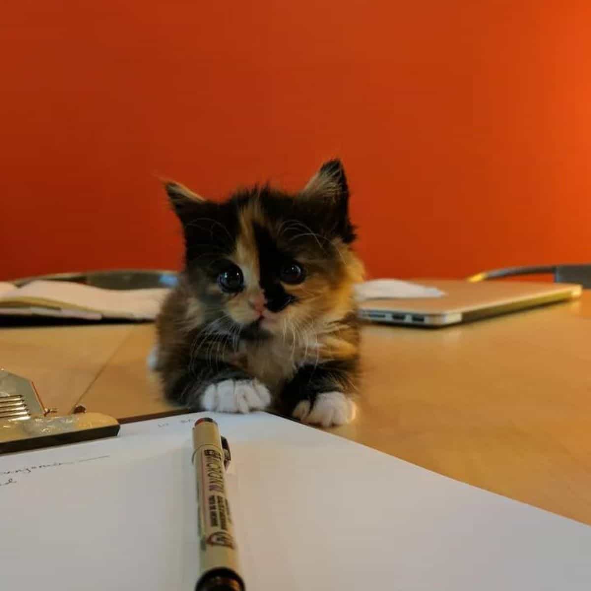 cute kitten sitting on the table