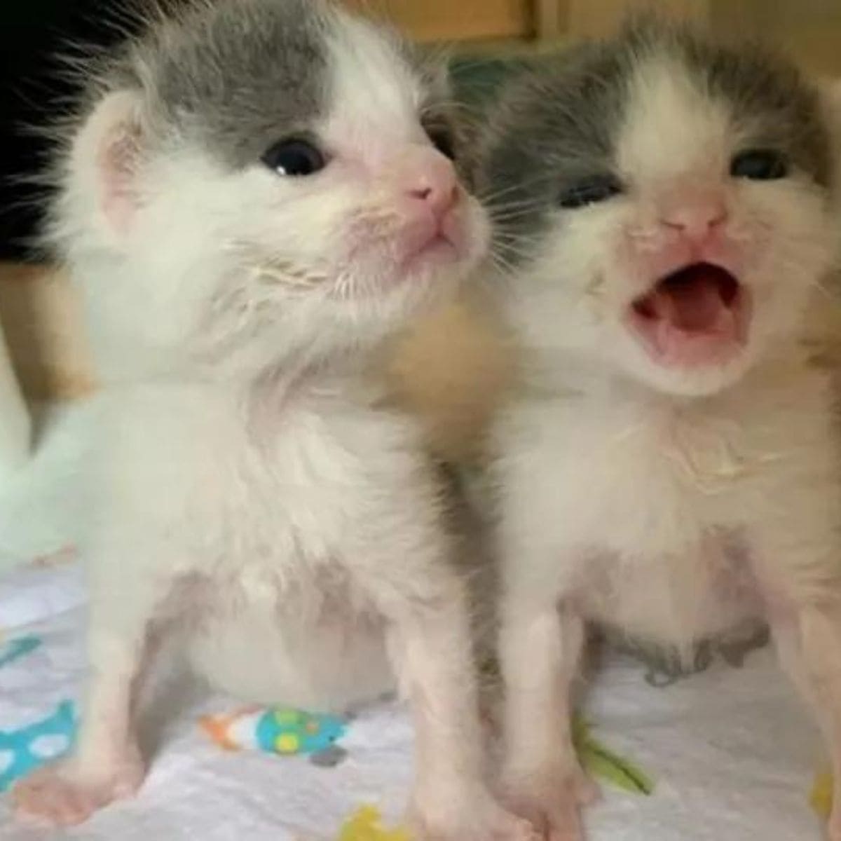 cute kittens rescued