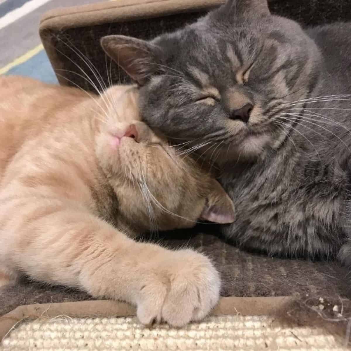 father cat and kitten sleeping