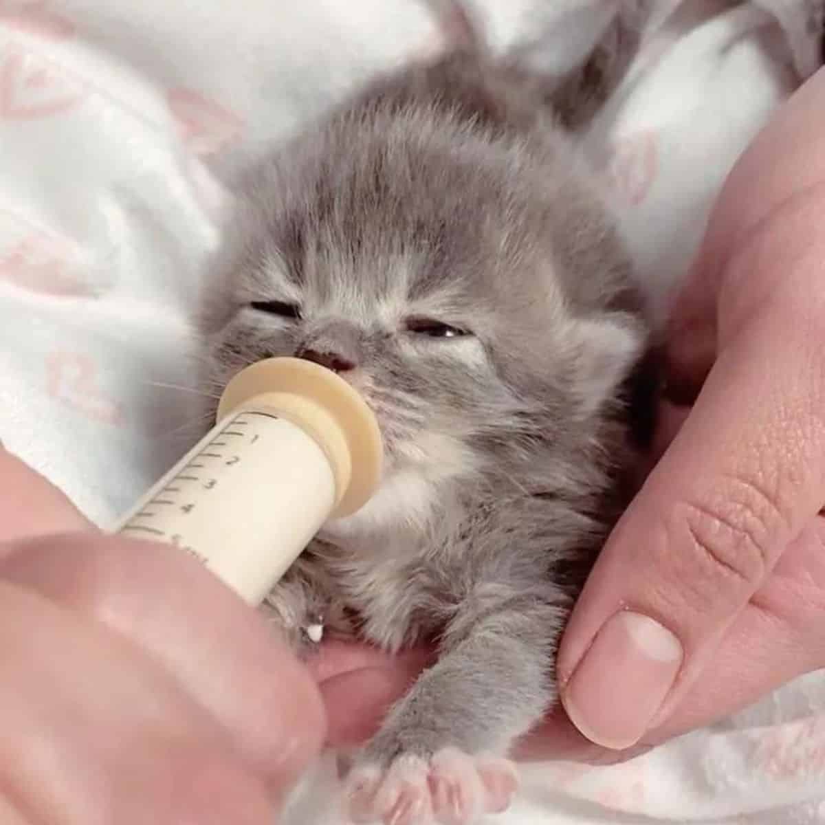 feeding tiny kitten
