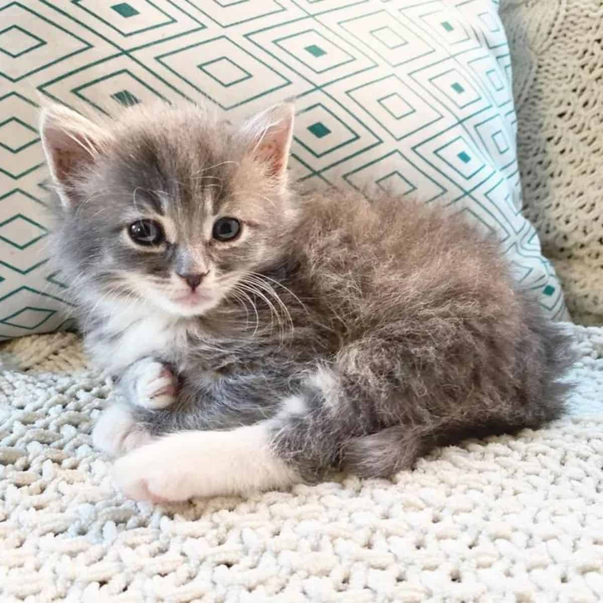 fluffy kitten on the couch