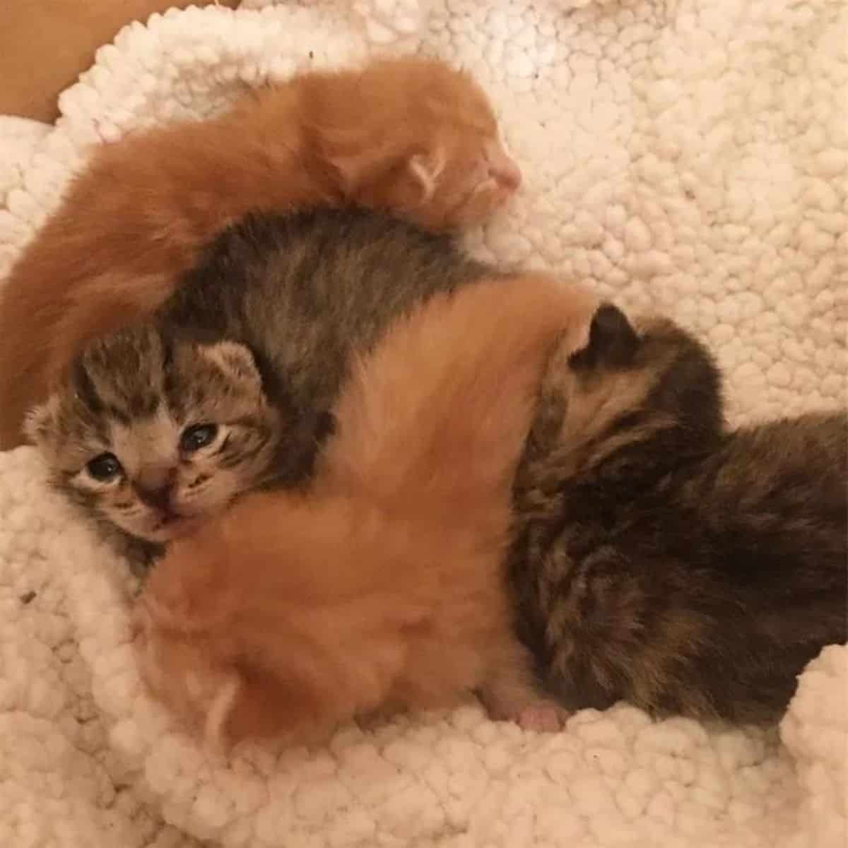 four kittens playing