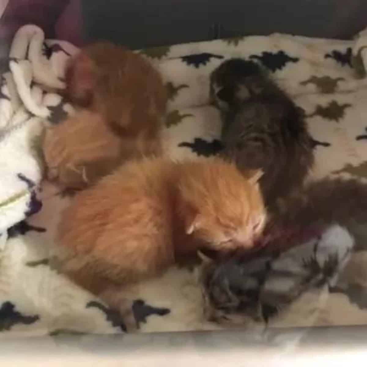 four kittens sleeping