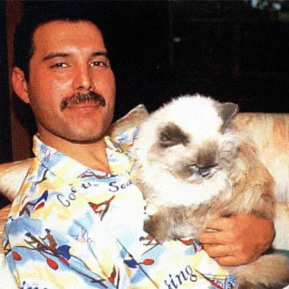 freddie and his cat