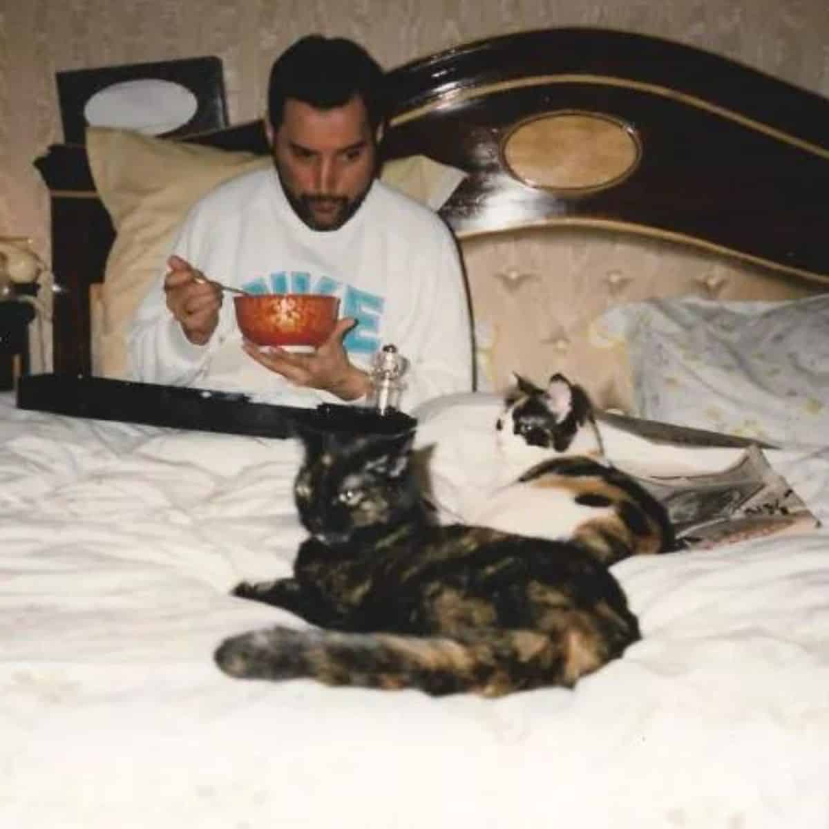 freddie eating in bed and cats lying on it